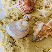 Natural Telempu Shell 1 Piece - My Playroom 