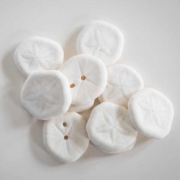 10 Sea Biscuits - My Playroom 