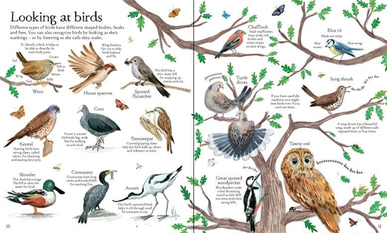 Big Picture Book Outdoors (Hardcover) - My Playroom 