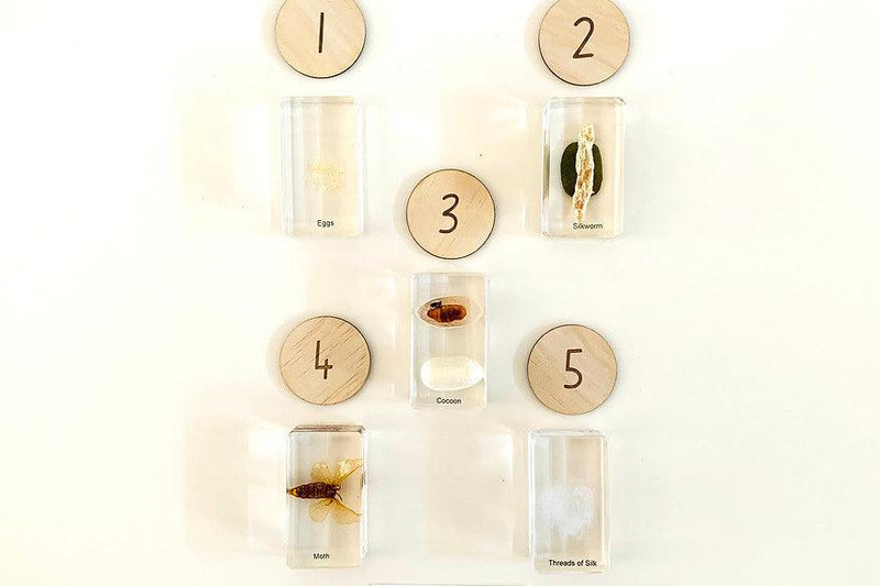 Life Cycle Specimens of a Silk Worm 6yrs+ - My Playroom 