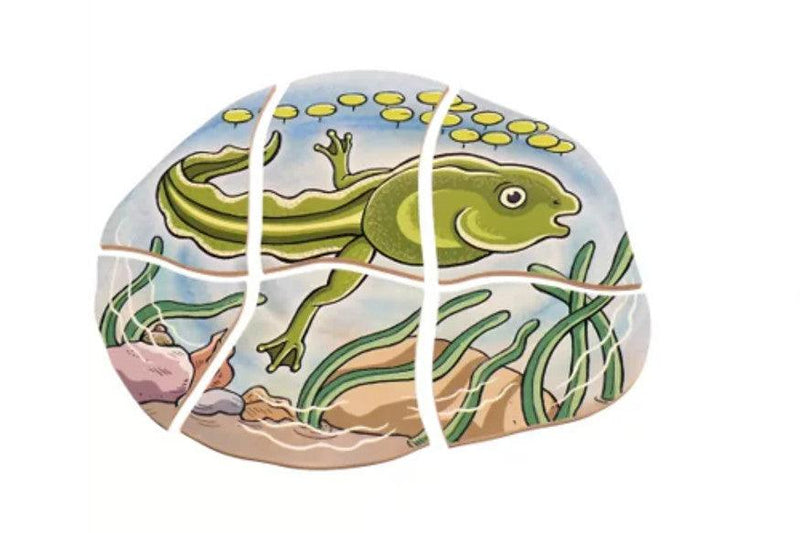 Life Cycle of a Frog Wooden Numbered Puzzle 4 Layers 4yrs+ By Beleduc - My Playroom 