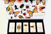 Life Cycle Specimens of a Silk Worm 6yrs+ - My Playroom 