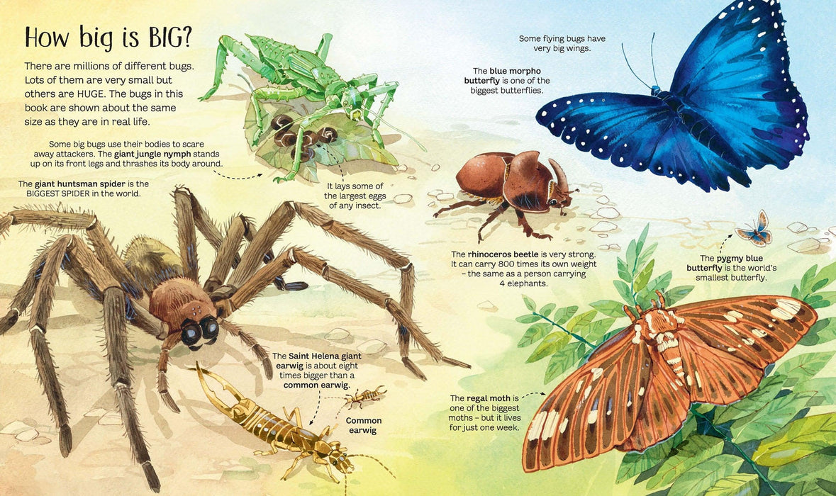 Big Book of Bugs (Hardcover) - My Playroom 