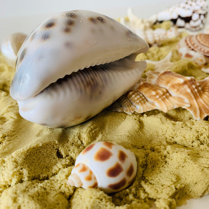 Natural Large Kowok Shell 1 Piece - My Playroom 