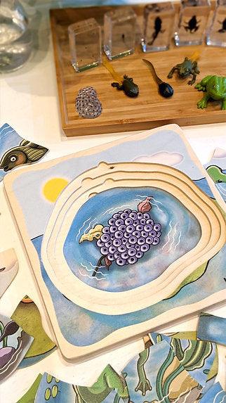 Life Cycle of a Frog Wooden Numbered Puzzle 4 Layers 4yrs+ By Beleduc - My Playroom 