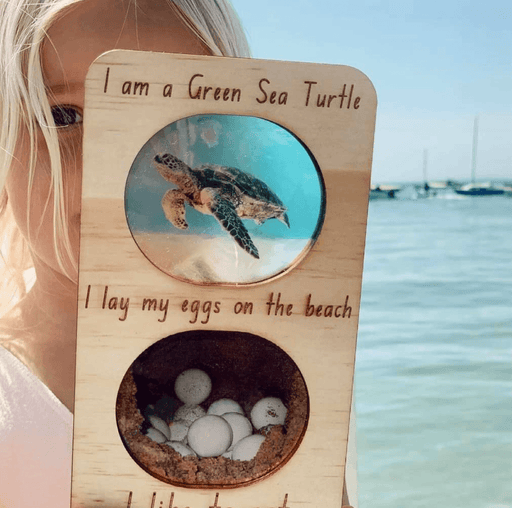 Sea Life Ecosystem Range - Green Sea Turtle by 5 little Bears 3yrs+ - My Playroom 