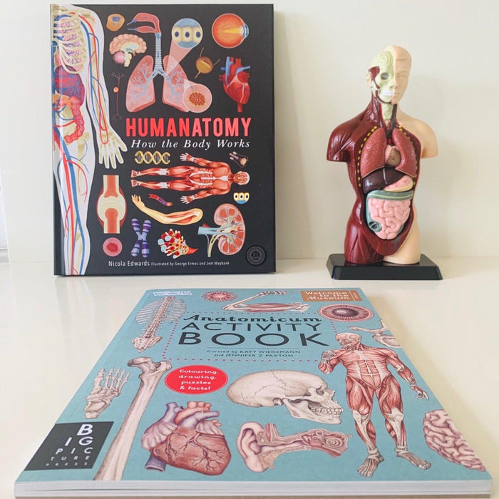 Human Anatomy Model - 27cm - 8 Pieces 8yrs+ - My Playroom 