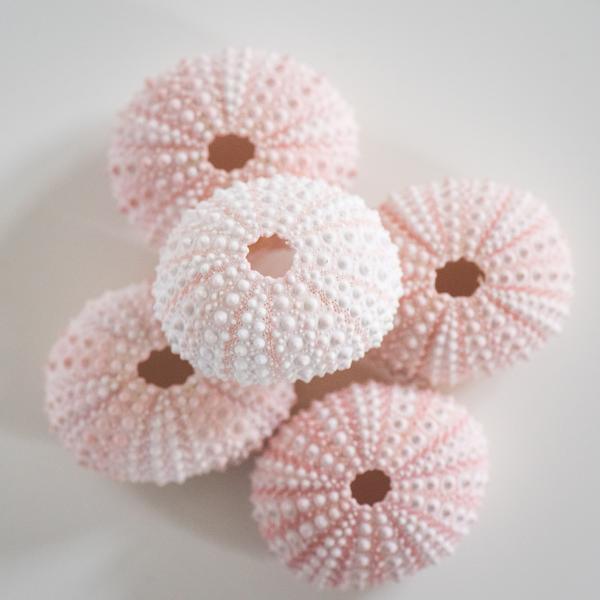 Rose Urchin 2 piece 3cm-4cm - My Playroom 