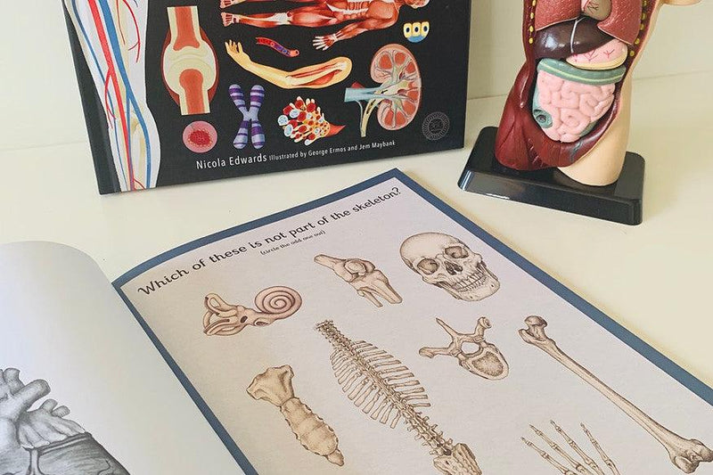 Human Anatomy Model - 27cm - 8 Pieces 8yrs+ - My Playroom 