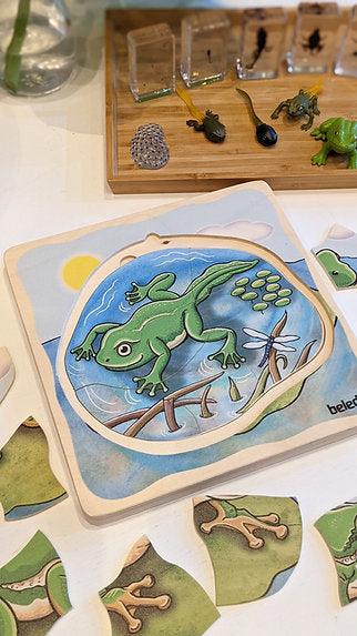 Life Cycle of a Frog Wooden Numbered Puzzle 4 Layers 4yrs+ By Beleduc - My Playroom 