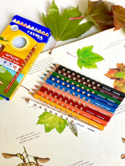 Lyra Groove Coloured Pencils - 10 pencils - My Playroom 