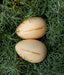 2 X Egg Shakers by Marching Bambino 6m+ - My Playroom 