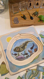 Life Cycle of a Frog Wooden Numbered Puzzle 4 Layers 4yrs+ By Beleduc - My Playroom 