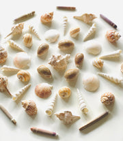 10 Sea Spines - My Playroom 