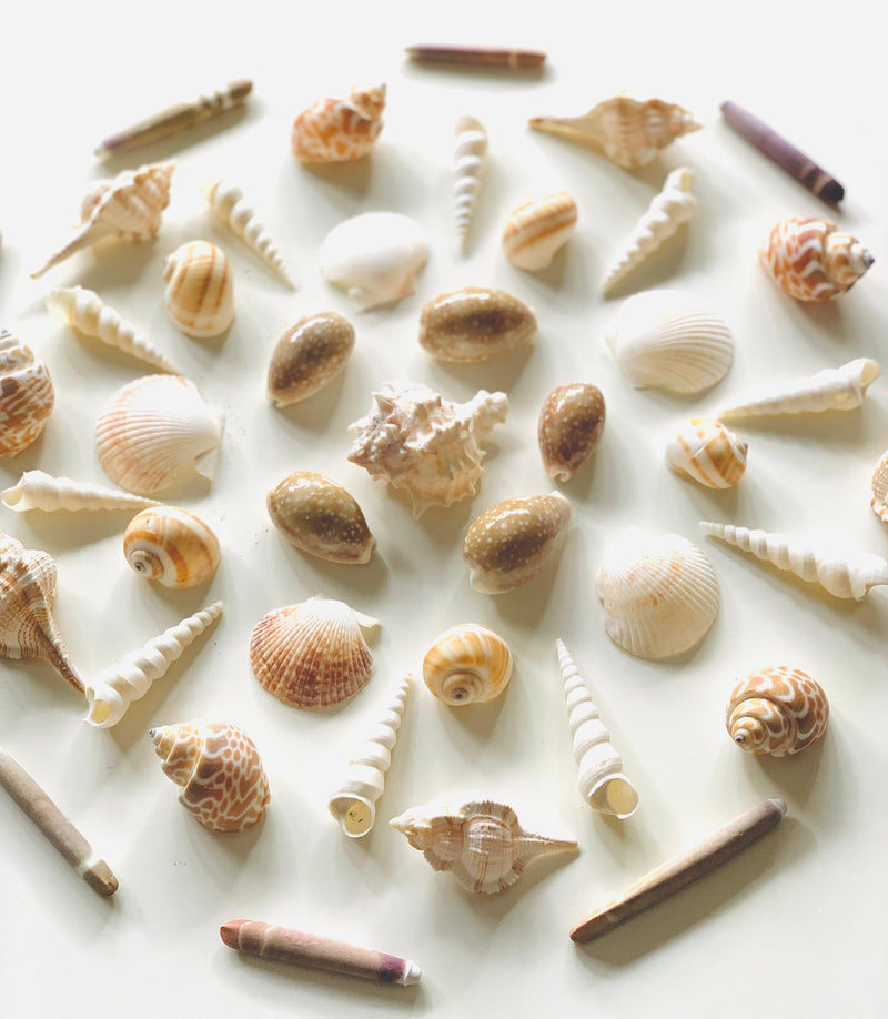 10 Sea Spines - My Playroom 