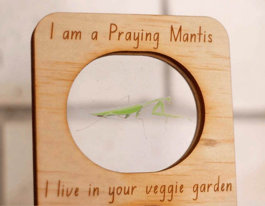 In The Garden Ecosystem Range - Praying Mantis by 5 little Bears 3yrs+ - My Playroom 