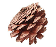 Medium-Large Pine Cones 200g - My Playroom 