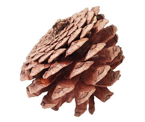 Medium-Large Pine Cones 200g - My Playroom 