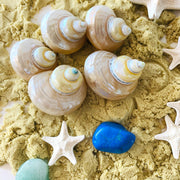 Natural Telempu Shell 1 Piece - My Playroom 