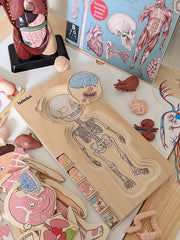 Beleduc 5 Layer Human Anatomy Puzzle Boy 4yrs+ - My Playroom 