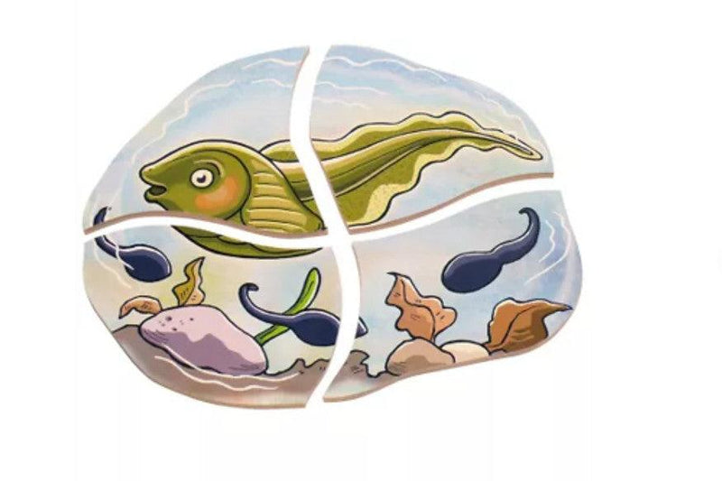 Life Cycle of a Frog Wooden Numbered Puzzle 4 Layers 4yrs+ By Beleduc - My Playroom 