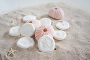 Rose Urchin 2 piece 3cm-4cm - My Playroom 