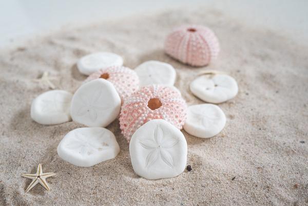 Rose Urchin 2 piece 3cm-4cm - My Playroom 