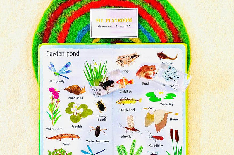 Life Cycle Specimens of a Frog 6yrs+ - My Playroom 