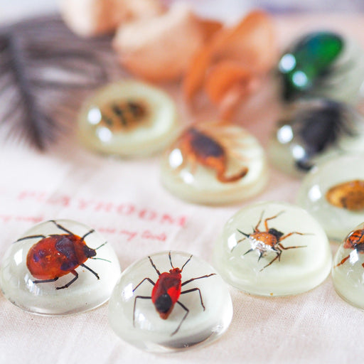 Mini Beast Magnetic Insect Specimens ( Glow in the Dark ) 6yrs+ - My Playroom 