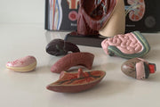 Human Anatomy Model - 27cm - 8 Pieces 8yrs+ - My Playroom 