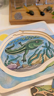 Life Cycle of a Frog Wooden Numbered Puzzle 4 Layers 4yrs+ By Beleduc - My Playroom 