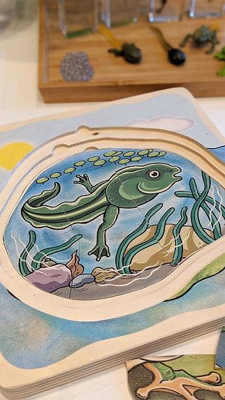 Life Cycle of a Frog Wooden Numbered Puzzle 4 Layers 4yrs+ By Beleduc - My Playroom 