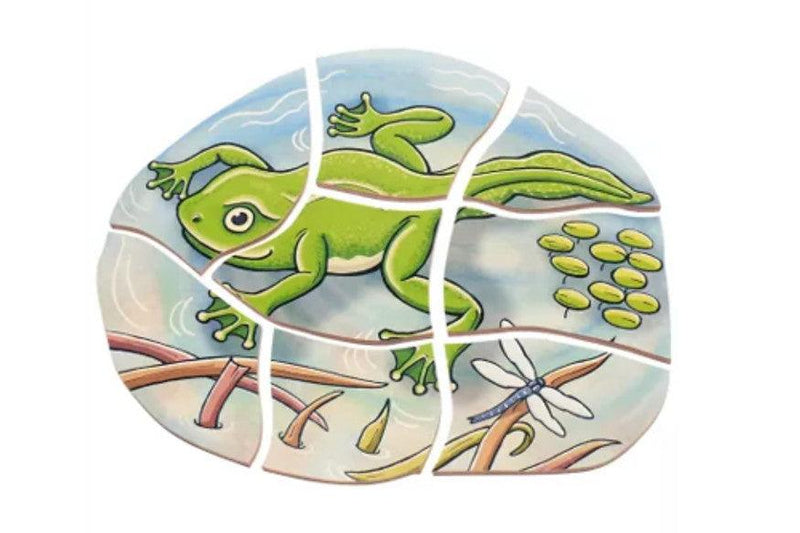 Life Cycle of a Frog Wooden Numbered Puzzle 4 Layers 4yrs+ By Beleduc - My Playroom 