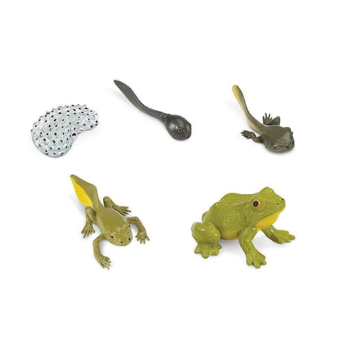 Life Cycle of a Frog Montessori Language Figurines Collection 4yrs+ - My Playroom 