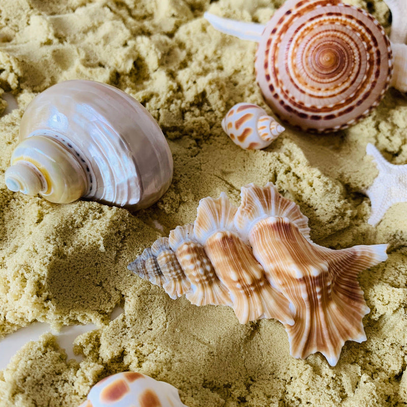 Natural Telempu Shell 1 Piece - My Playroom 