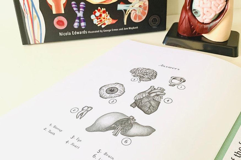 Human Anatomy Model - 27cm - 8 Pieces 8yrs+ - My Playroom 