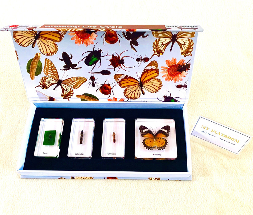 Life Cycle Specimens of a Butterfly 6yrs+ - My Playroom 