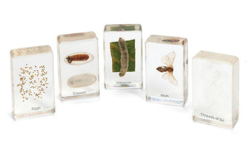 Life Cycle Specimens of a Silk Worm 6yrs+ - My Playroom 
