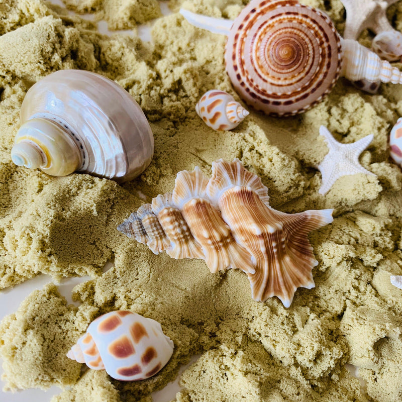 Natural Telempu Shell 1 Piece - My Playroom 