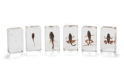 Life Cycle Specimens of a Frog 6yrs+ - My Playroom 