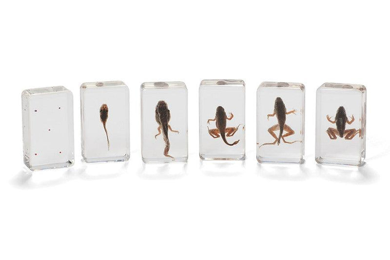 Life Cycle Specimens of a Frog 6yrs+ - My Playroom 