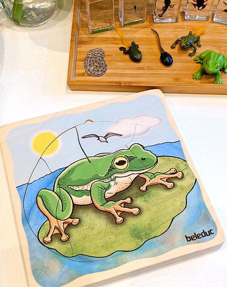 Life Cycle of a Frog Wooden Numbered Puzzle 4 Layers 4yrs+ By Beleduc - My Playroom 