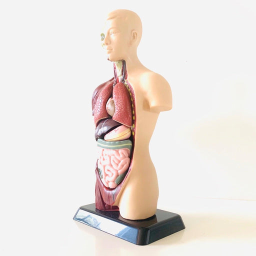 Human Anatomy Model - 27cm - 8 Pieces 8yrs+ - My Playroom 