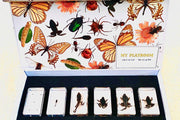 Life Cycle Specimens of a Frog 6yrs+ - My Playroom 
