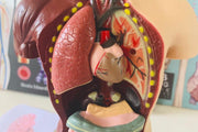 Human Anatomy Model - 27cm - 8 Pieces 8yrs+ - My Playroom 