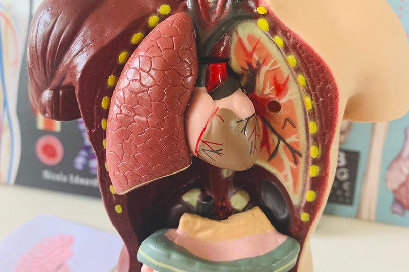 Human Anatomy Model - 27cm - 8 Pieces 8yrs+ - My Playroom 