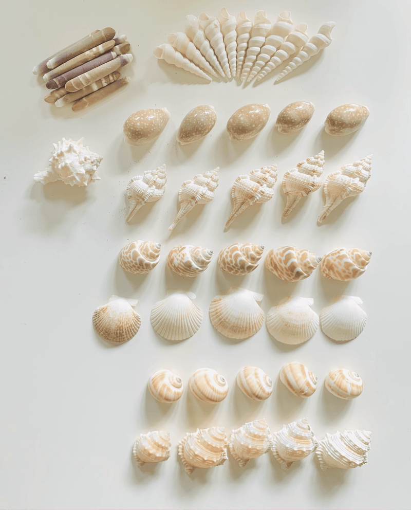 10 Sea Spines - My Playroom 