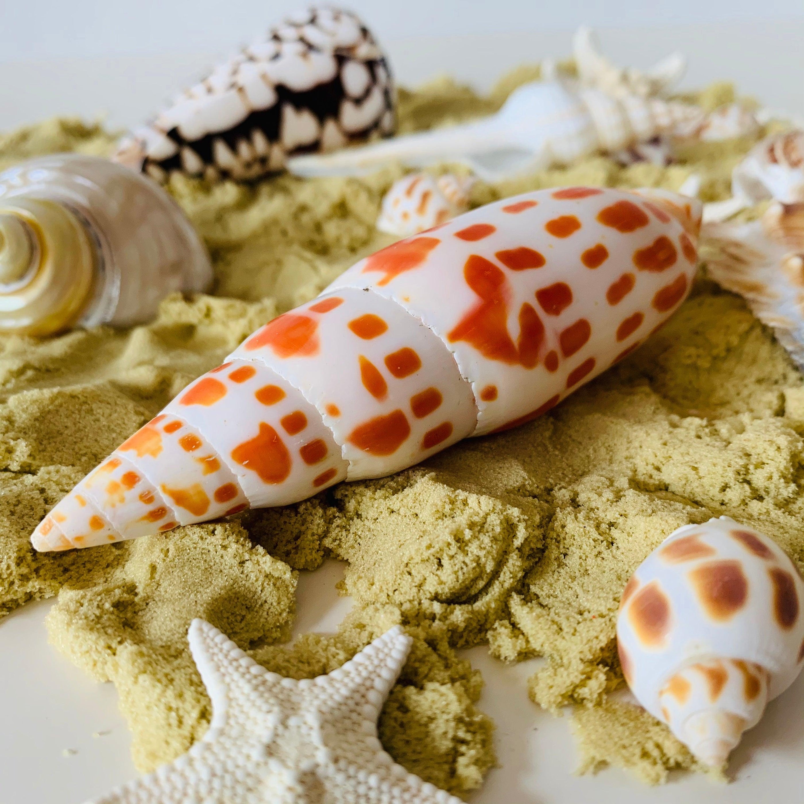 Papoose Natural Large Junonia Shell 1 Piece Nature Play Tools and Toys ...
