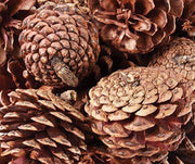 Medium-Large Pine Cones 200g - My Playroom 