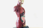 Human Anatomy Model - 27cm - 8 Pieces 8yrs+ - My Playroom 